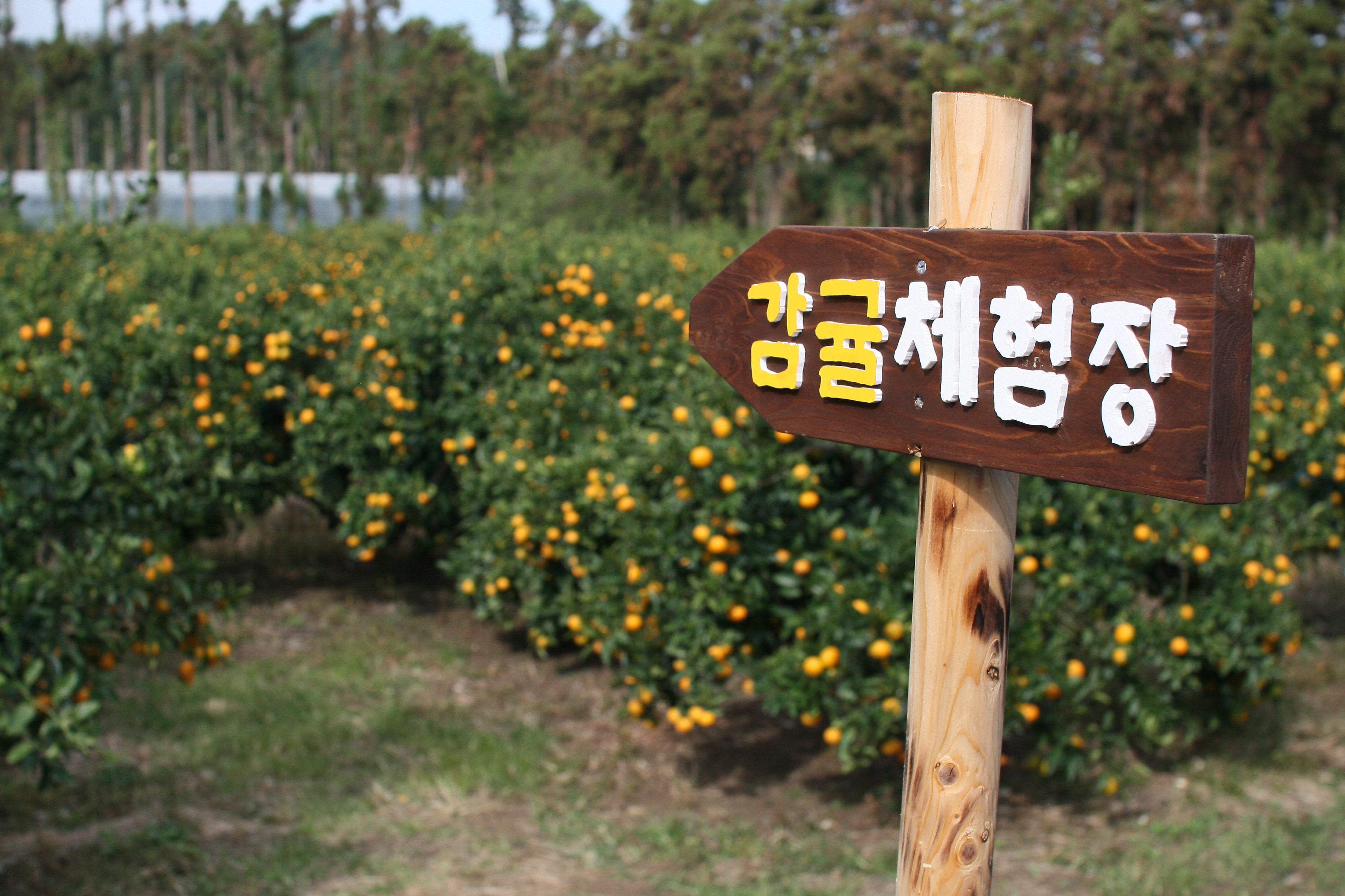 감귤체험